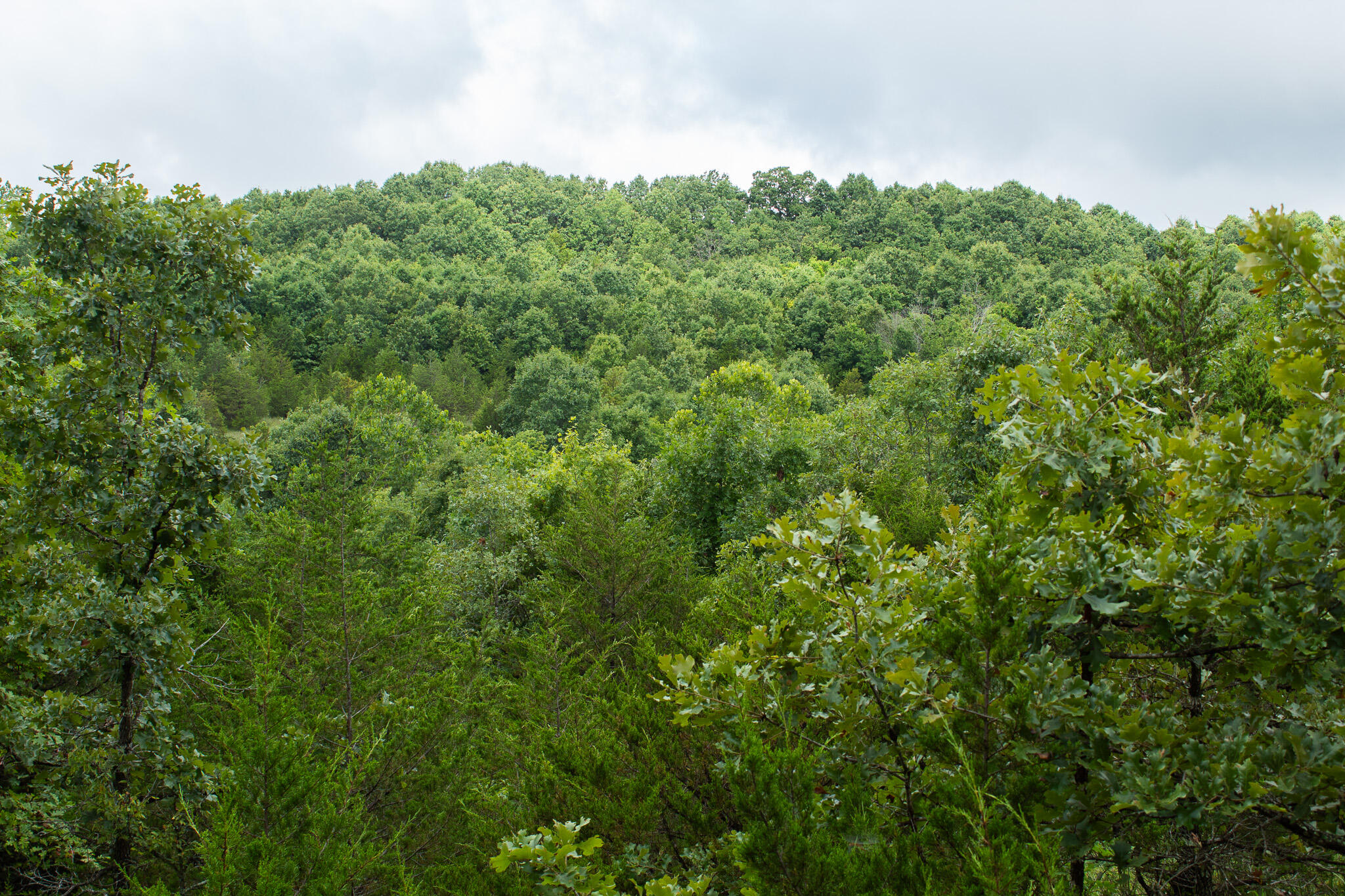 Photo 46 - Land for sale – 000  Highway 5   Squires, MO