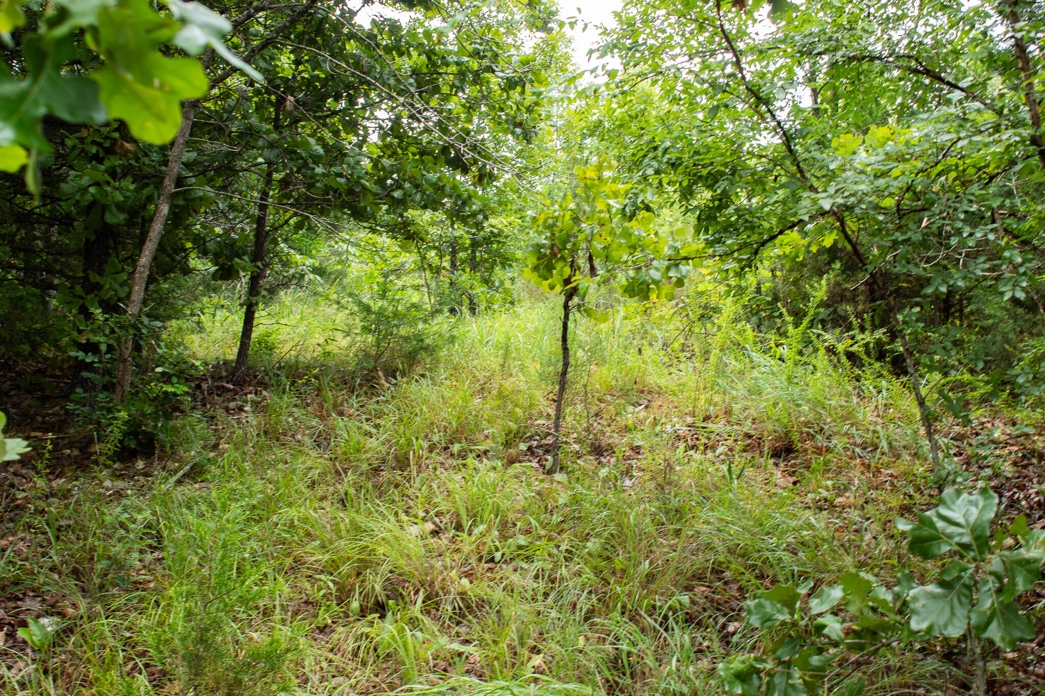 Photo 47 - Land for sale – 000  Highway 5   Squires, MO
