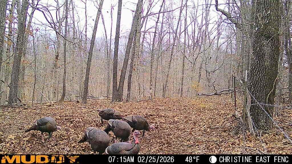Photo 12 - Land for sale – 000  Highway U   Willow Springs, MO