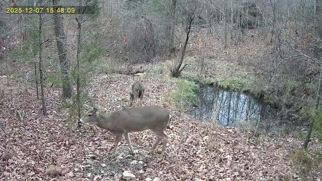 Photo 10 - Land for sale – 000  Highway U   Willow Springs, MO