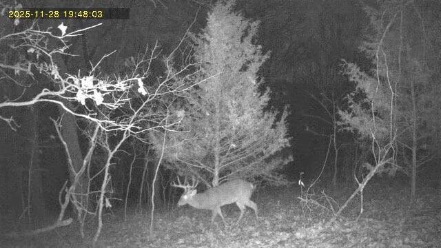 Photo 9 - Land for sale – 000  Highway U   Willow Springs, MO
