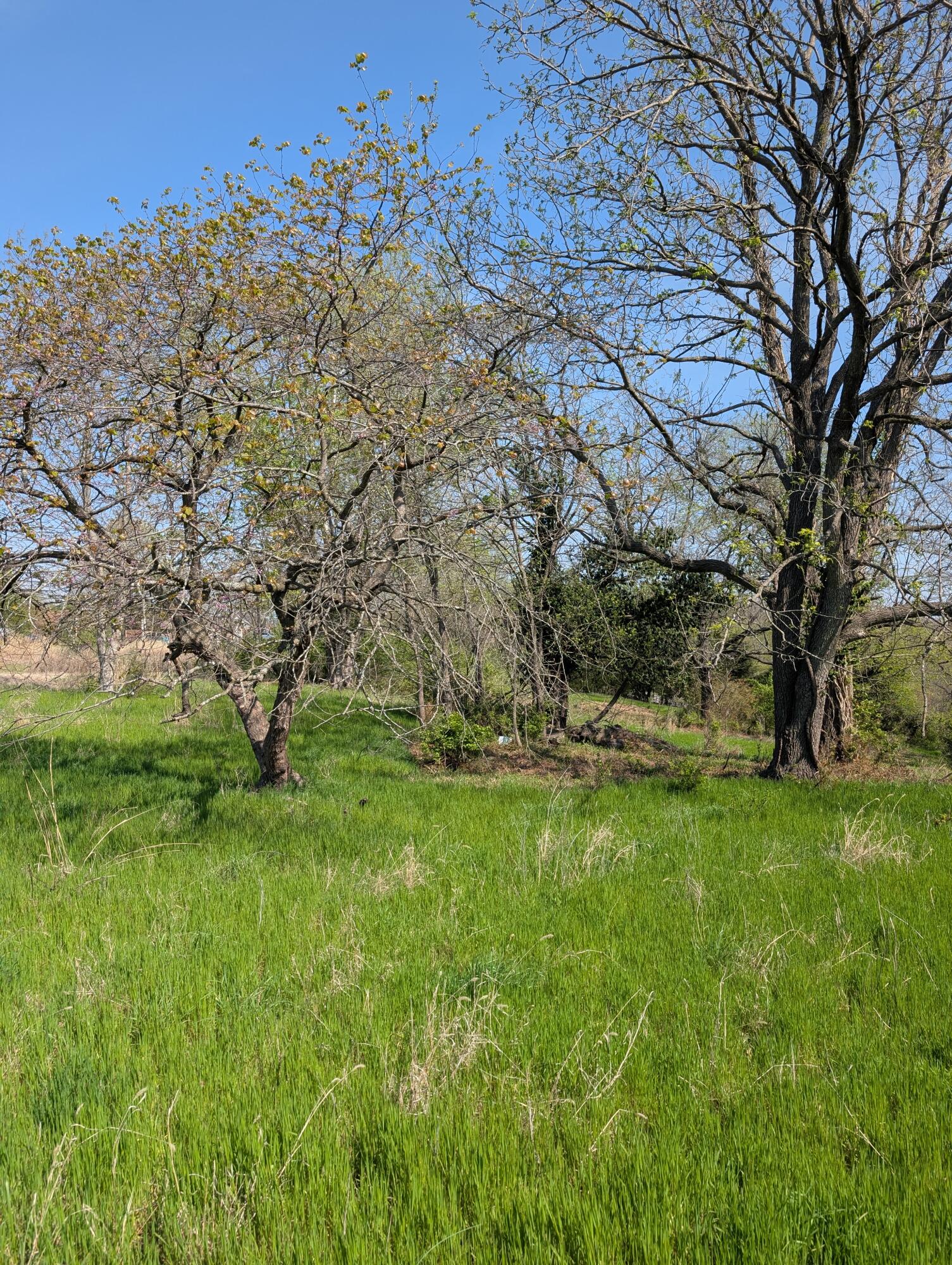 Photo 13 - Land for sale – 3624 N Farm Road 147   Springfield, MO