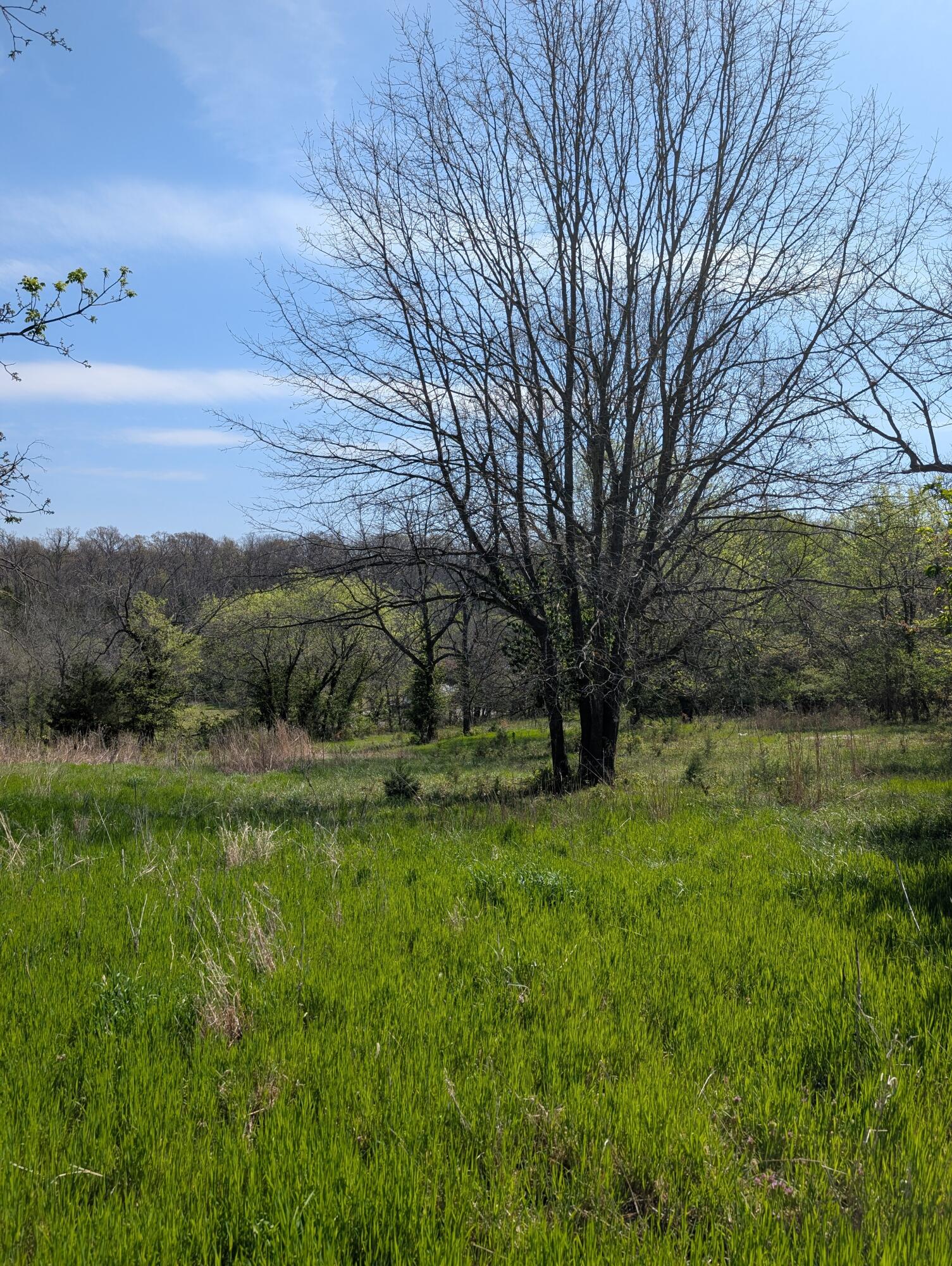 Photo 12 - Land for sale – 3624 N Farm Road 147   Springfield, MO
