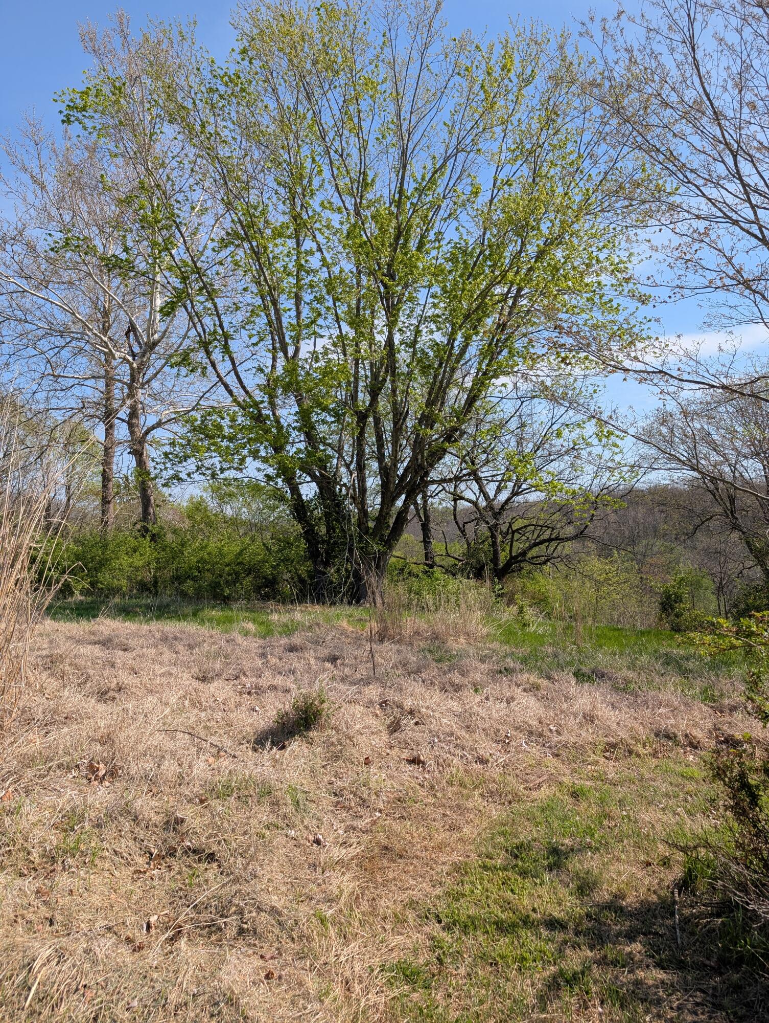 Photo 7 - Land for sale – 3624 N Farm Road 147   Springfield, MO