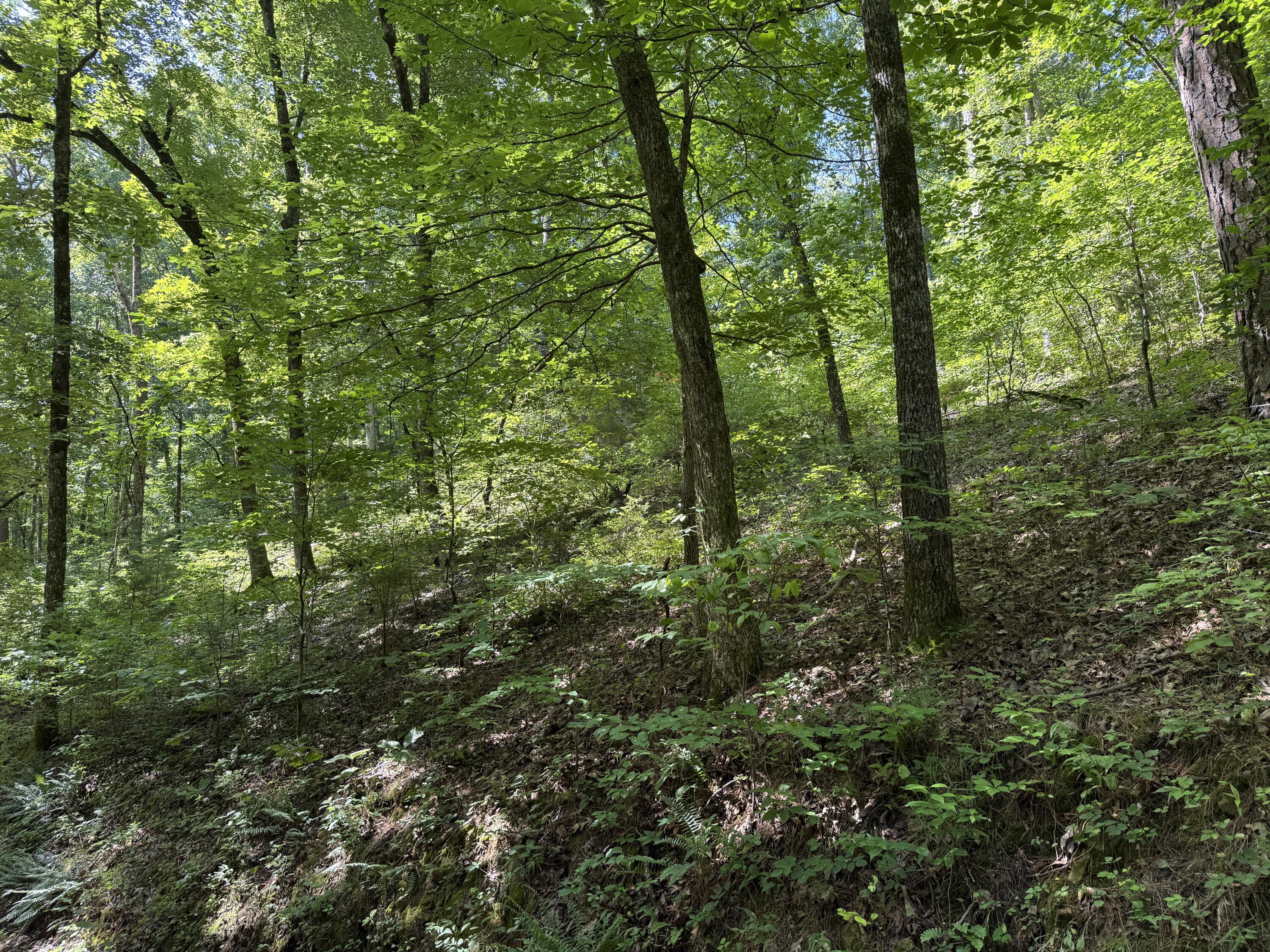 Land for sale – 000  County Road 179   Dora, MO
