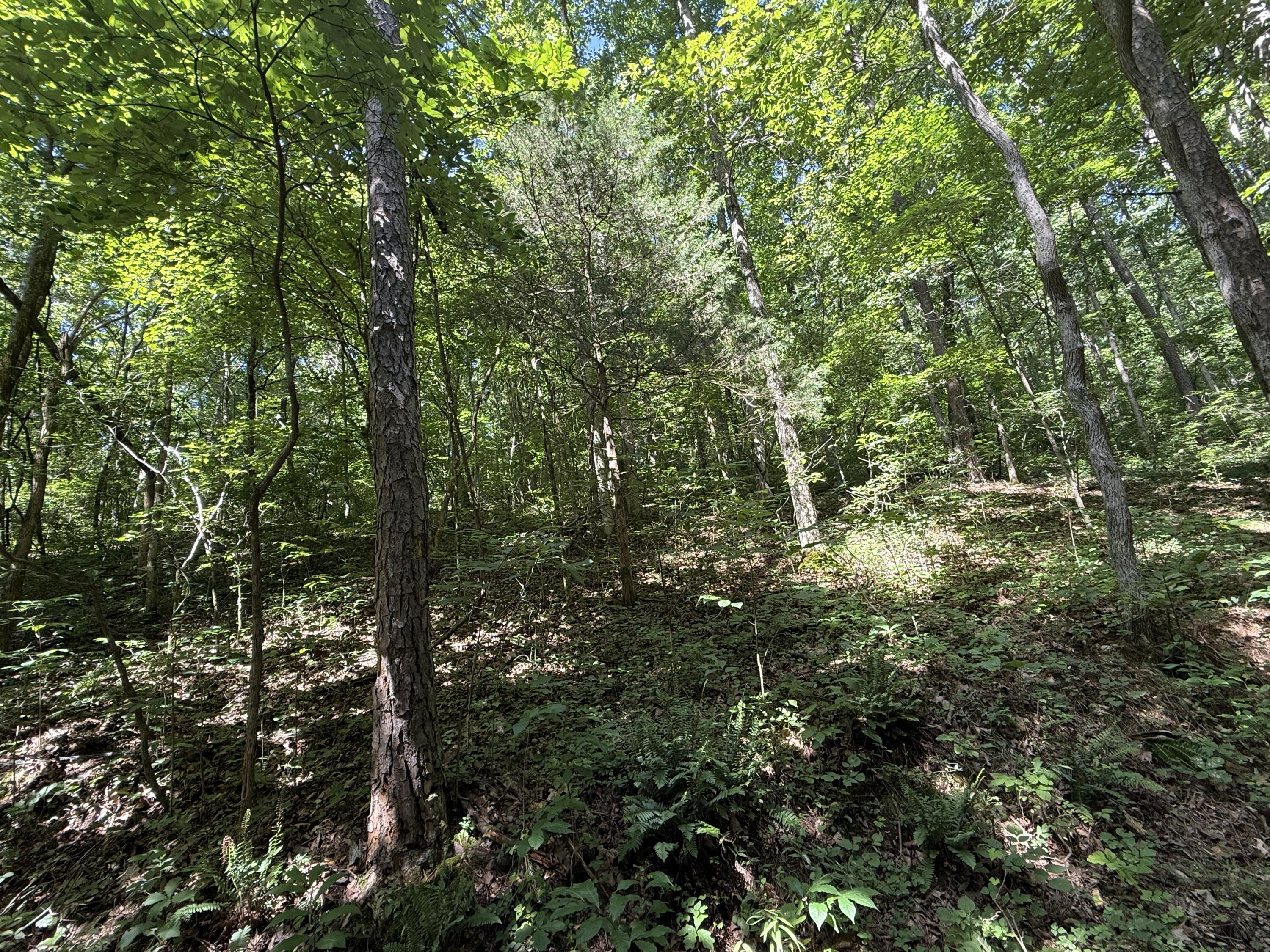 Photo 2 - Land for sale – 000  County Road 179   Dora, MO