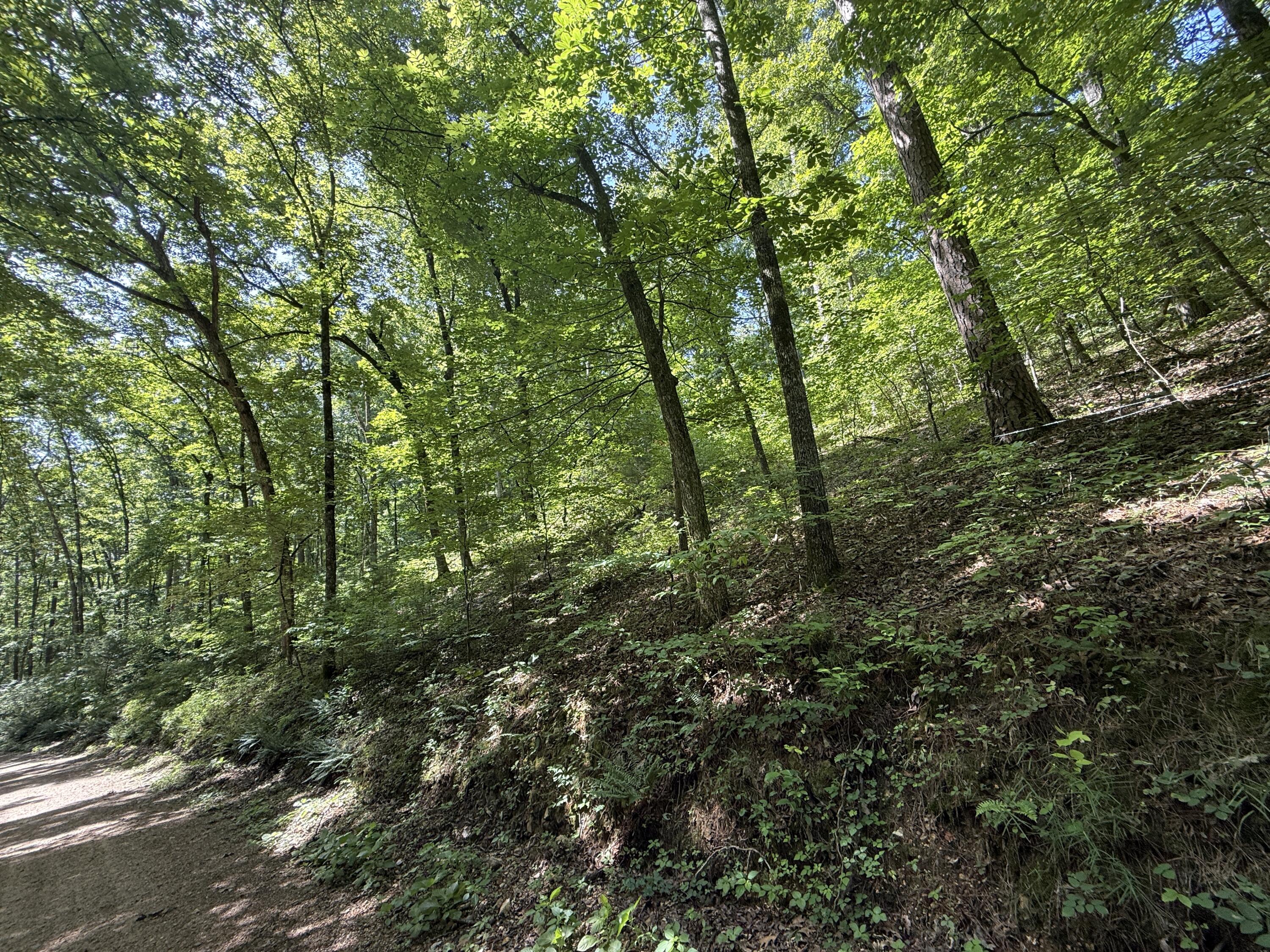 Photo 3 - Land for sale – 000  County Road 179   Dora, MO