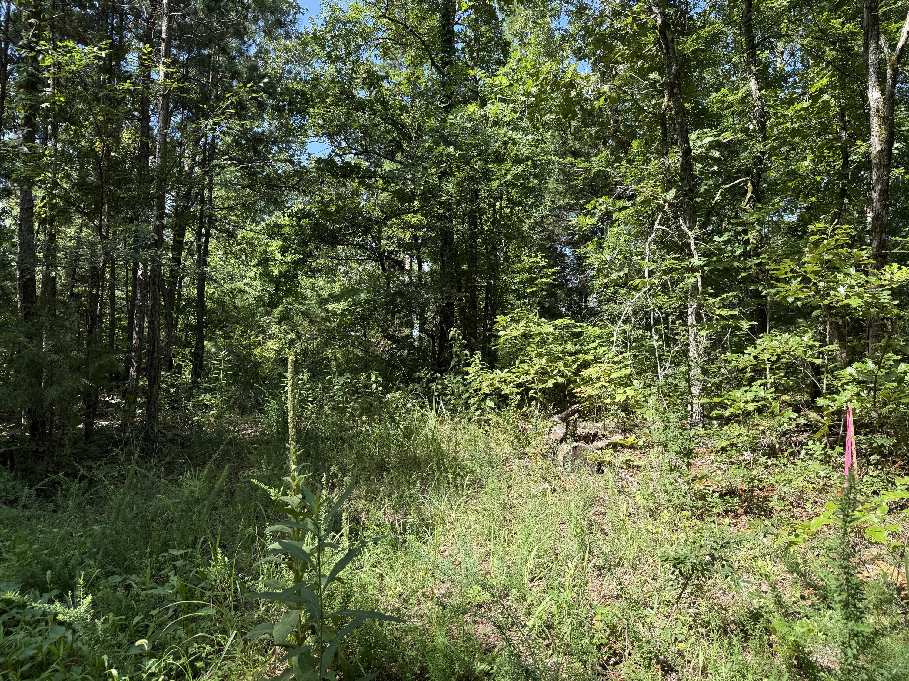 Photo 4 - Land for sale – 000  County Road 179   Dora, MO