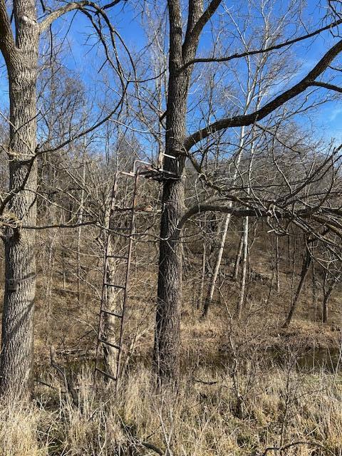 Photo 7 - Land for sale – 000  Holly Road  Pierce City, MO