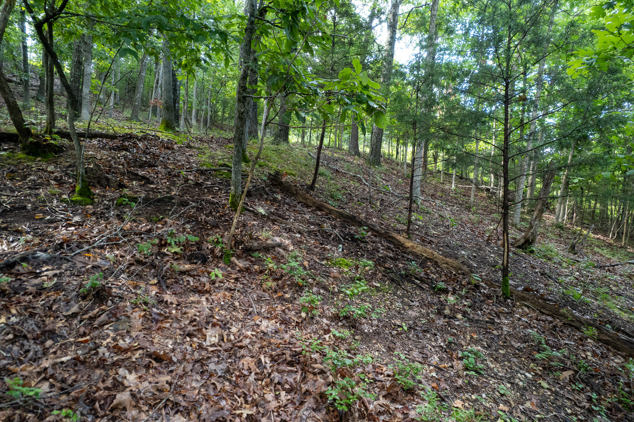 Photo 50 - Land for sale – 121  Legacy Farm Rd   Chestnutridge, MO