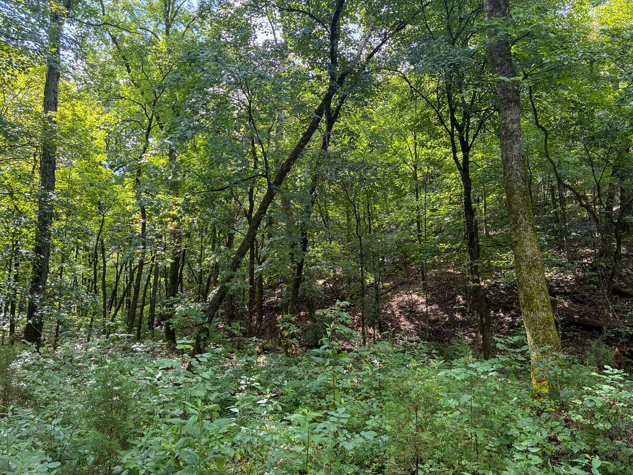 Photo 39 - Land for sale – 121  Legacy Farm Rd   Chestnutridge, MO