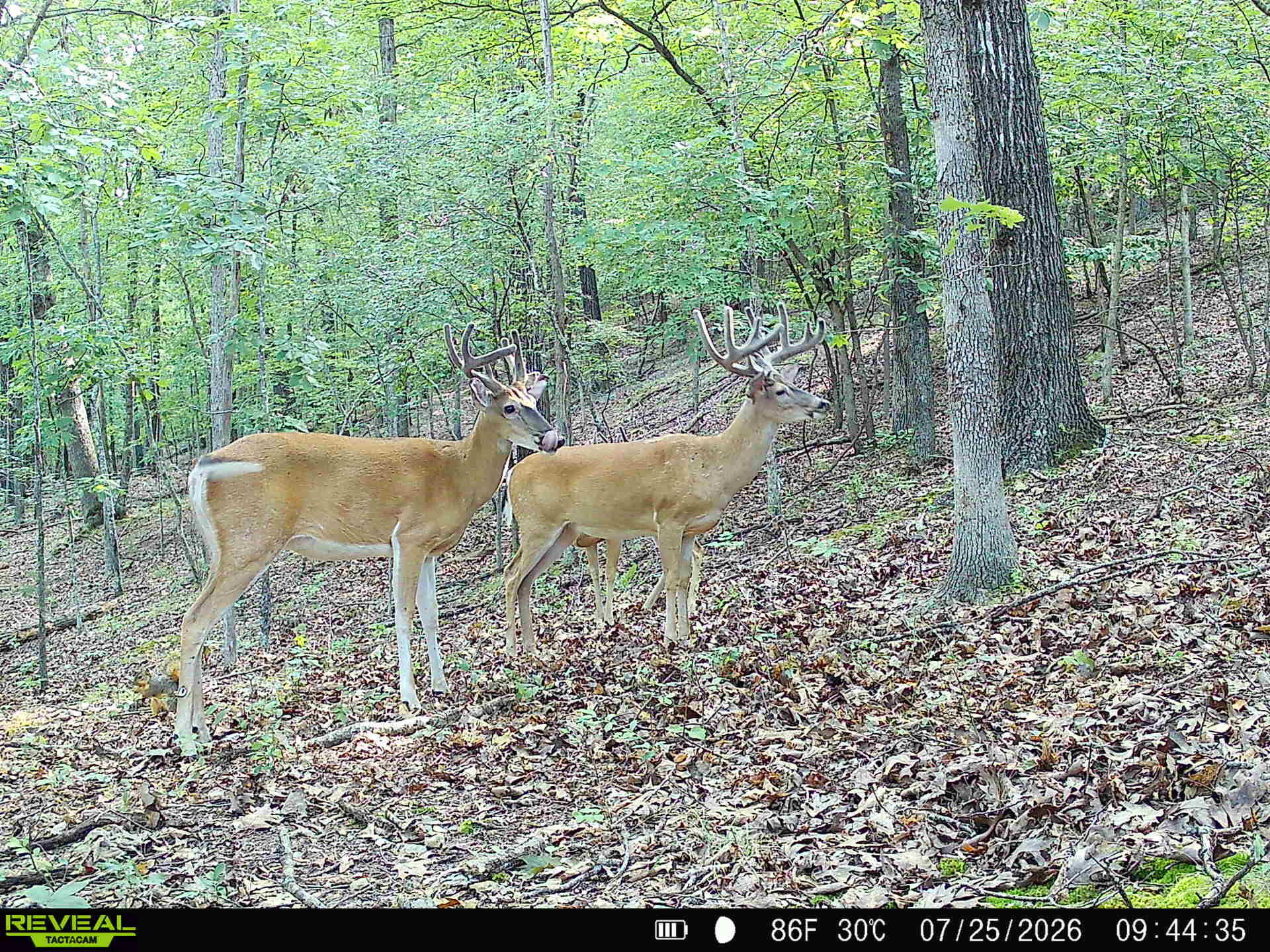 Photo 61 - Land for sale – 121  Legacy Farm Rd   Chestnutridge, MO