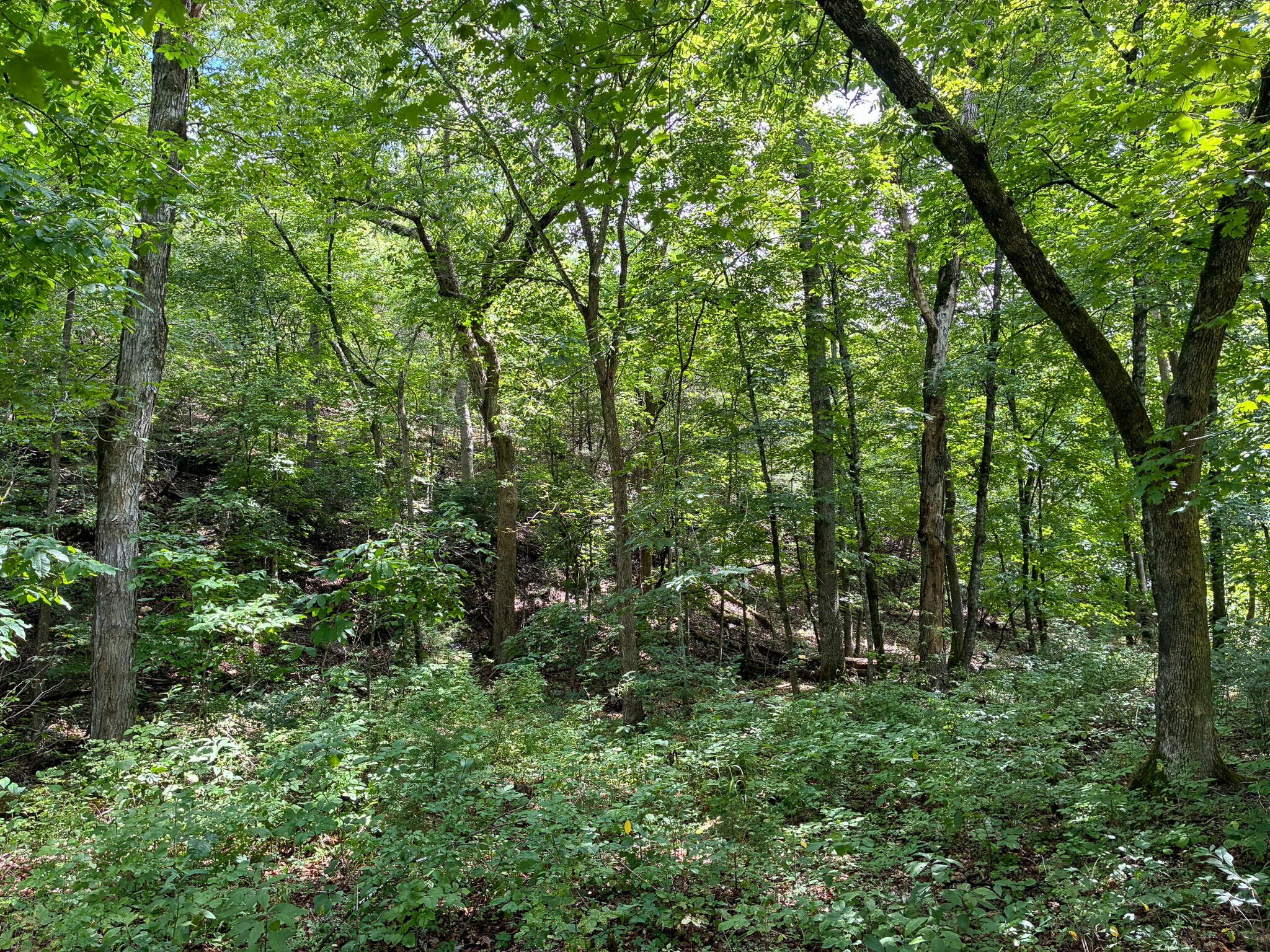 Photo 42 - Land for sale – 121  Legacy Farm Rd   Chestnutridge, MO