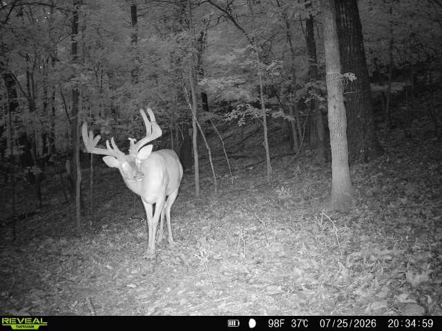 Photo 4 - Land for sale – 121  Legacy Farm Rd   Chestnutridge, MO