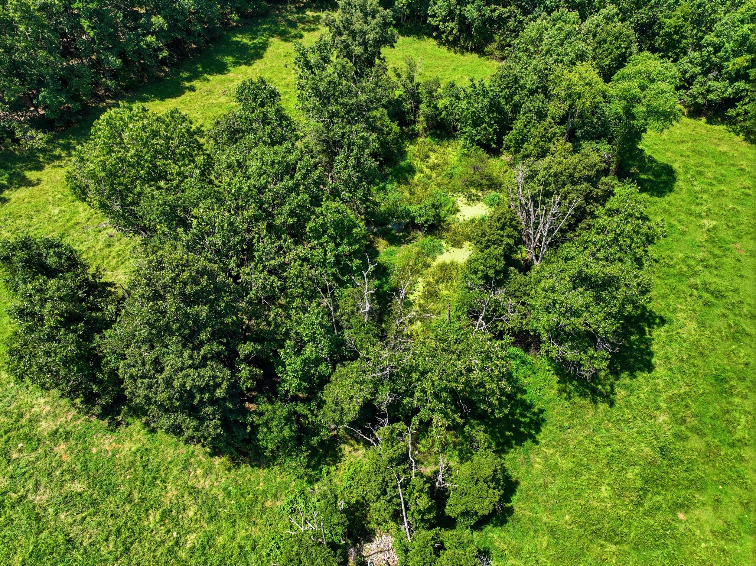 Photo 8 - Land for sale – 000  County Road 3190   Mountain View, MO
