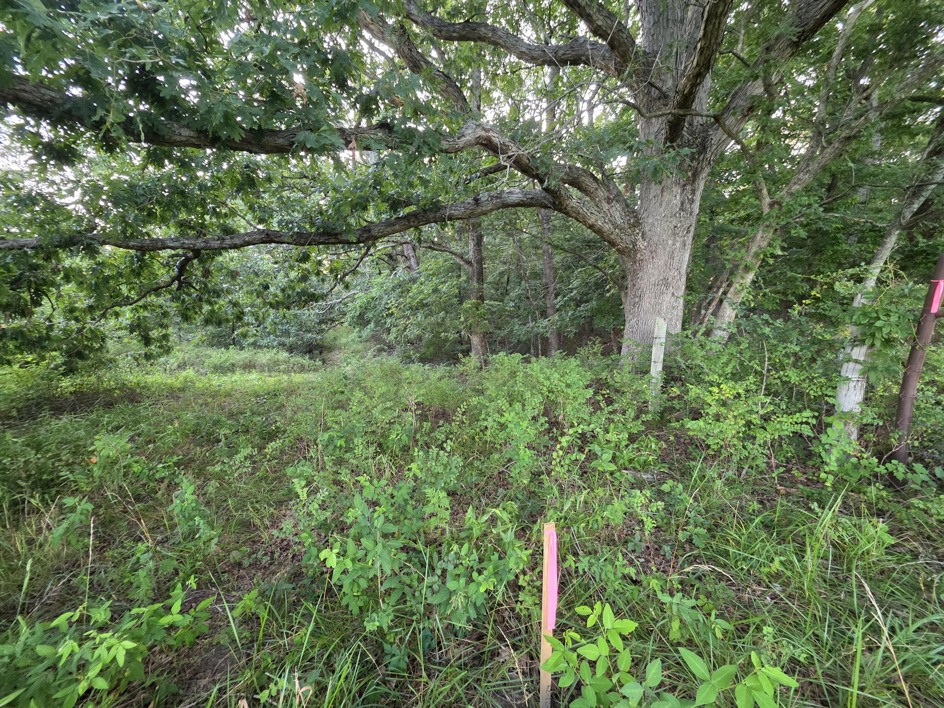 Photo 24 - Land for sale – Tract B  Freedom Road  Marshfield, MO