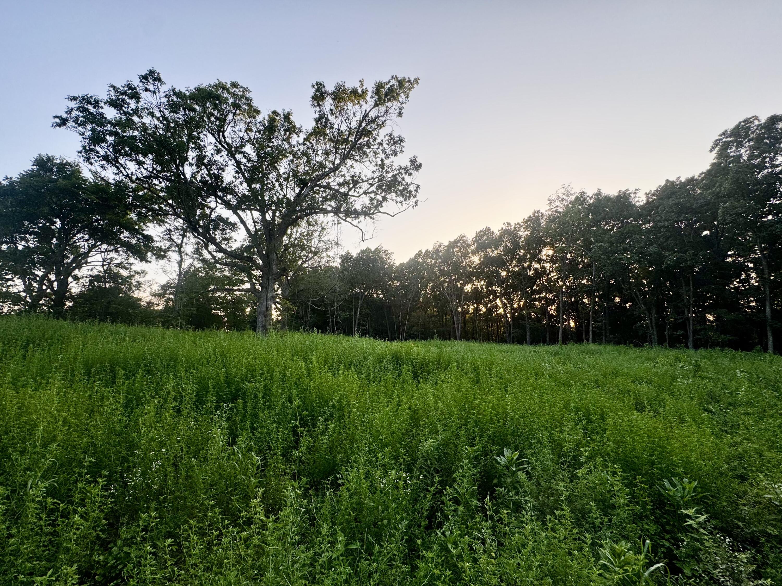 Land for sale – 000  Lucky Road  Seymour, MO