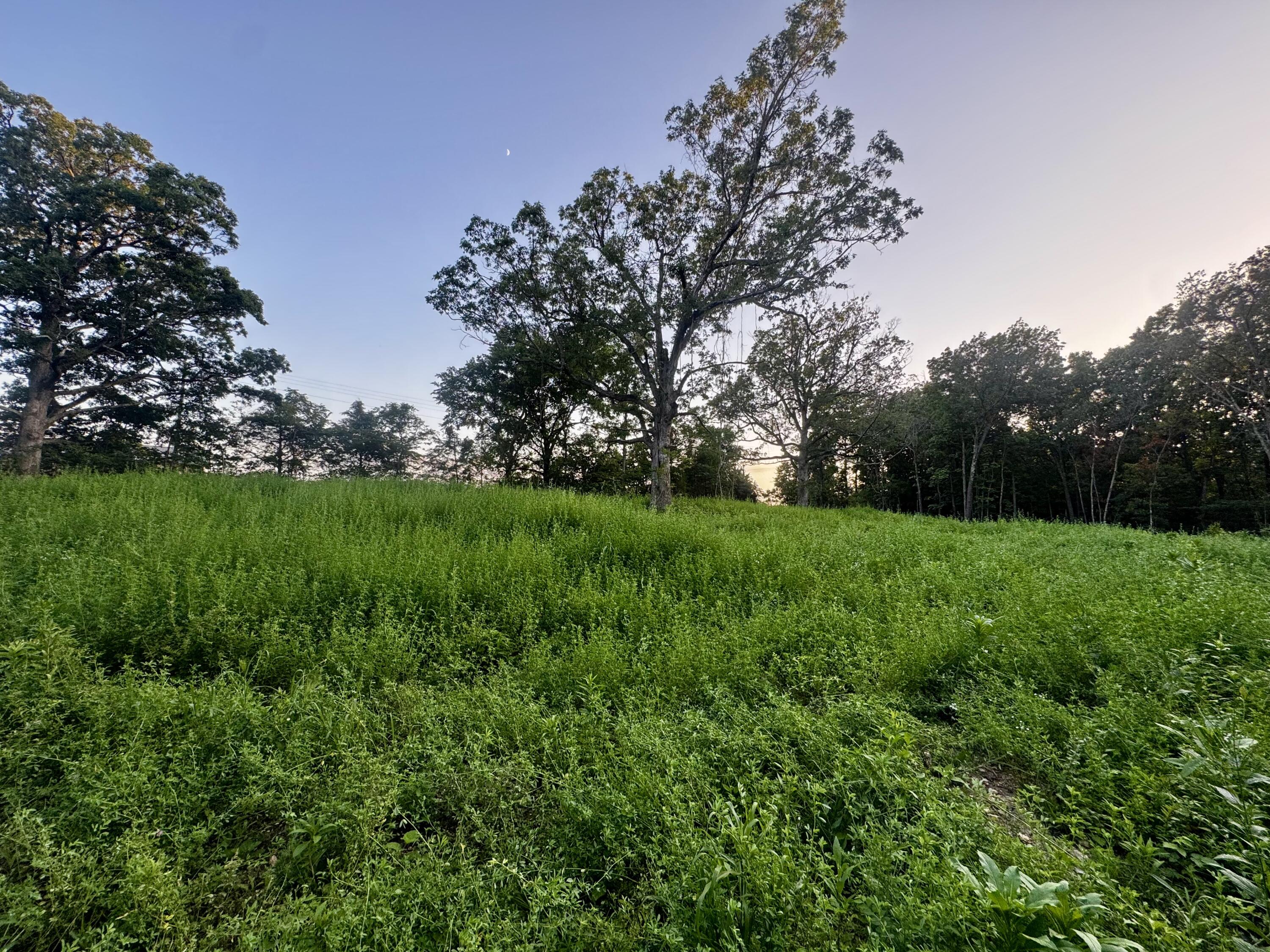 Photo 10 - Land for sale – 000  Lucky Road  Seymour, MO