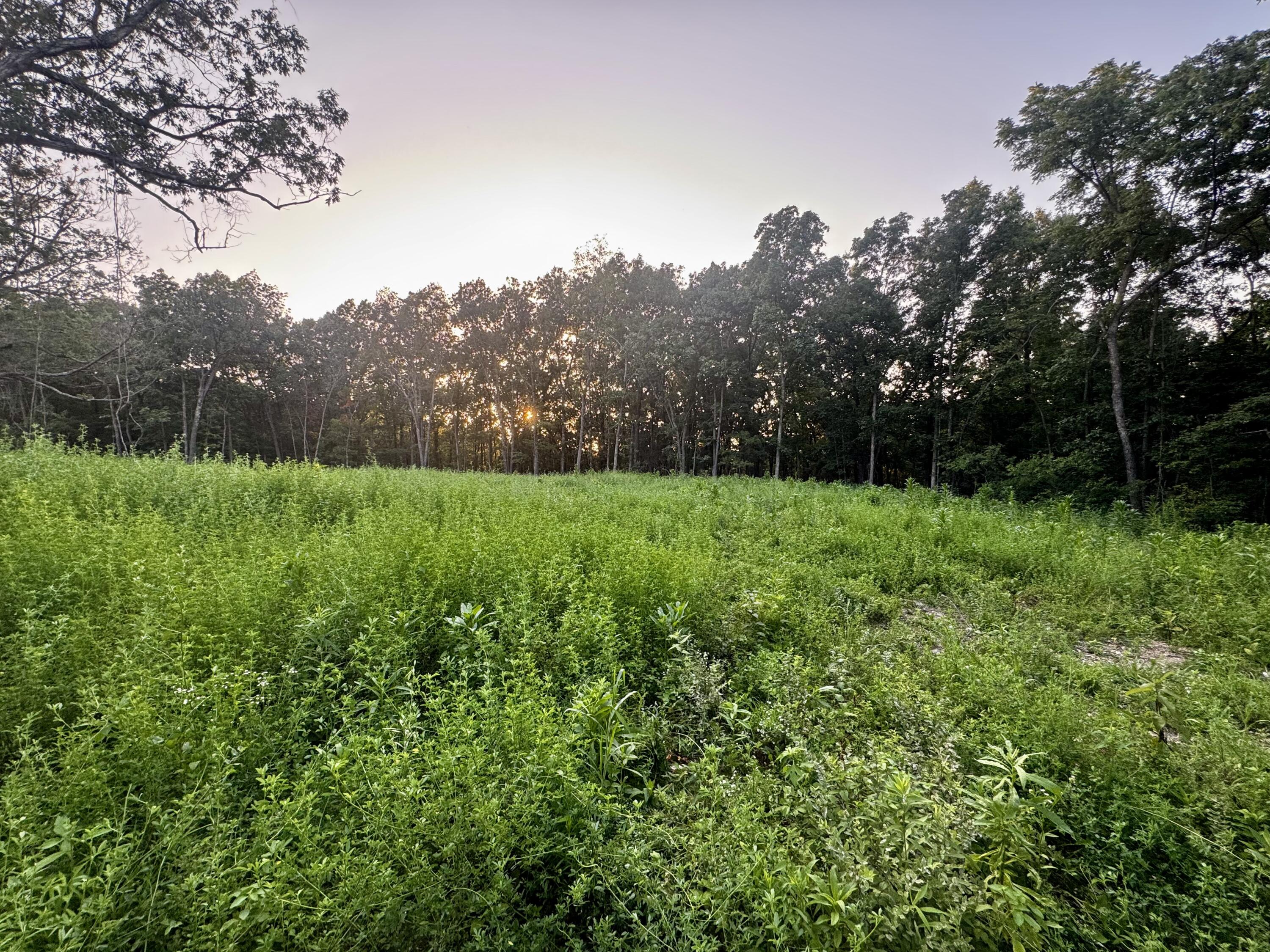 Photo 8 - Land for sale – 000  Lucky Road  Seymour, MO