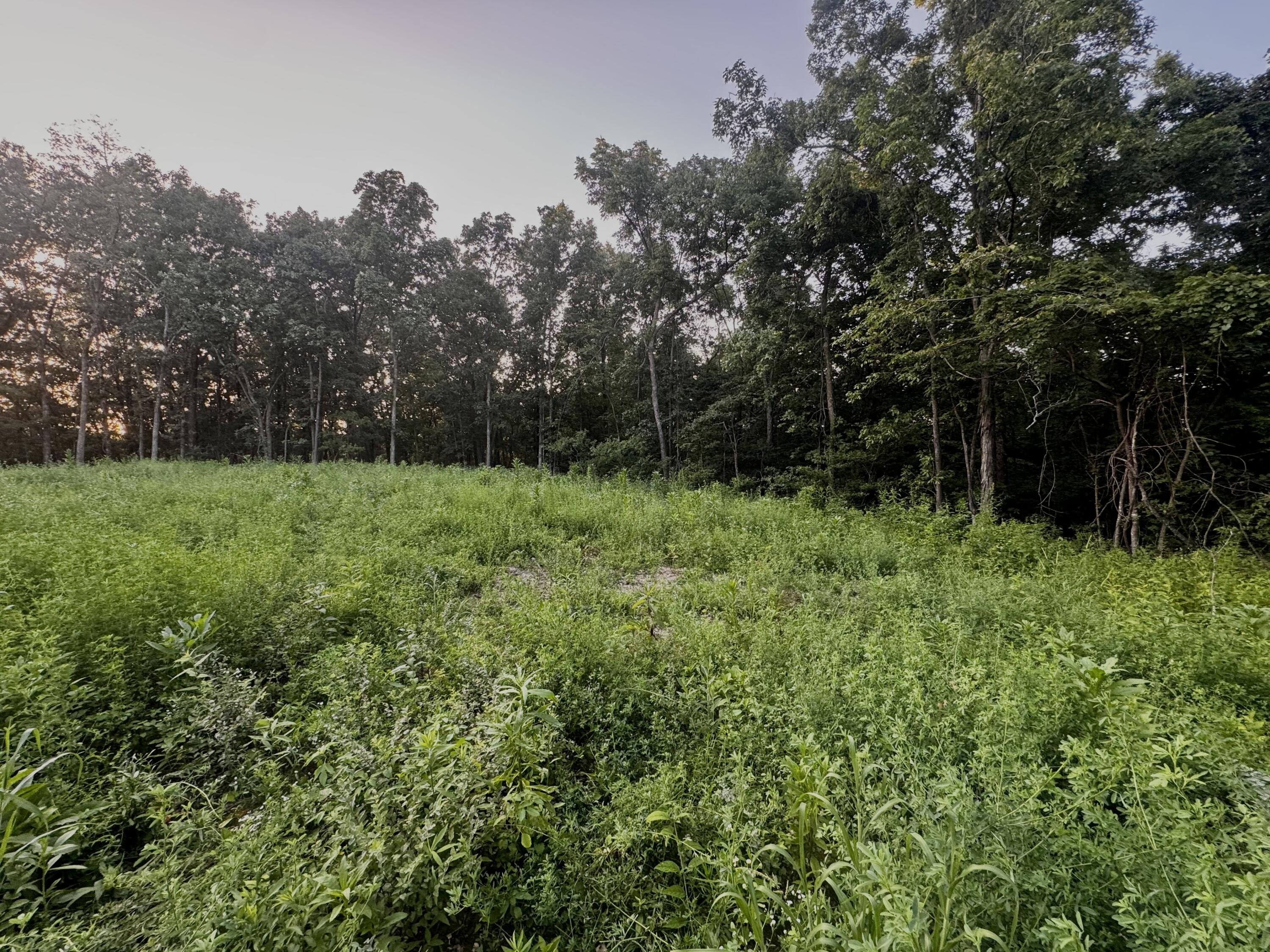 Photo 9 - Land for sale – 000  Lucky Road  Seymour, MO