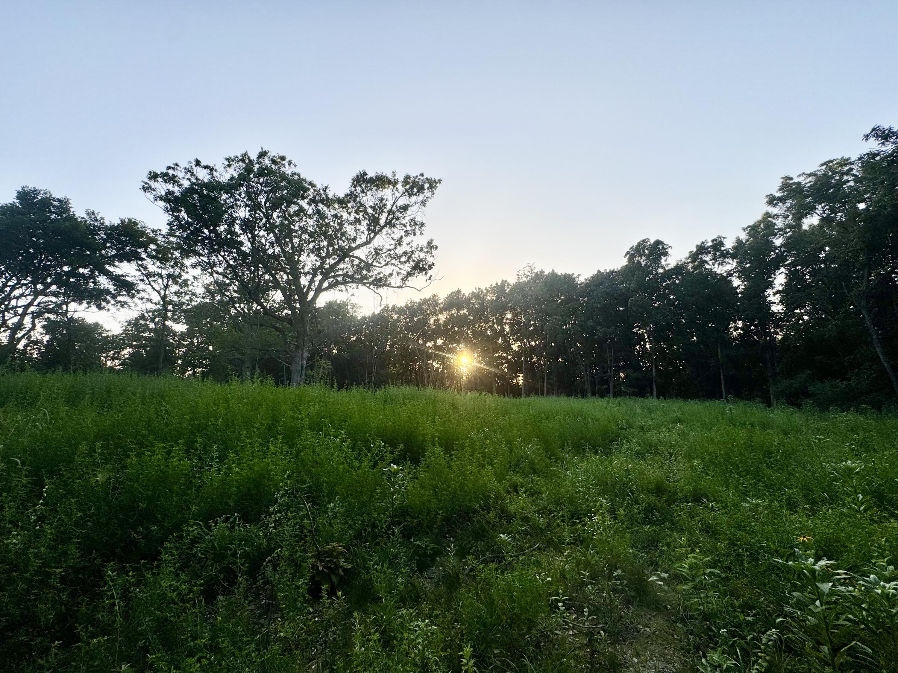 Photo 6 - Land for sale – 000  Lucky Road  Seymour, MO