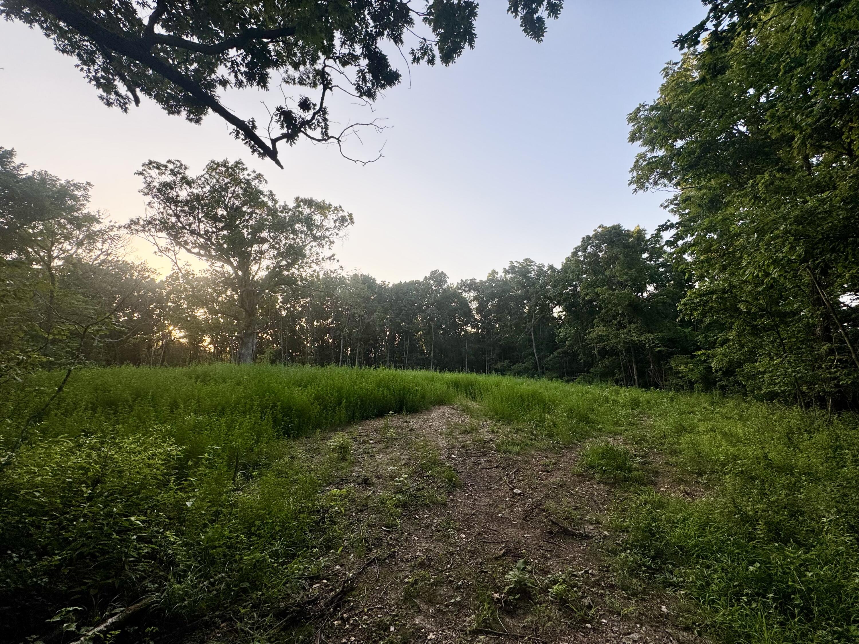 Photo 5 - Land for sale – 000  Lucky Road  Seymour, MO