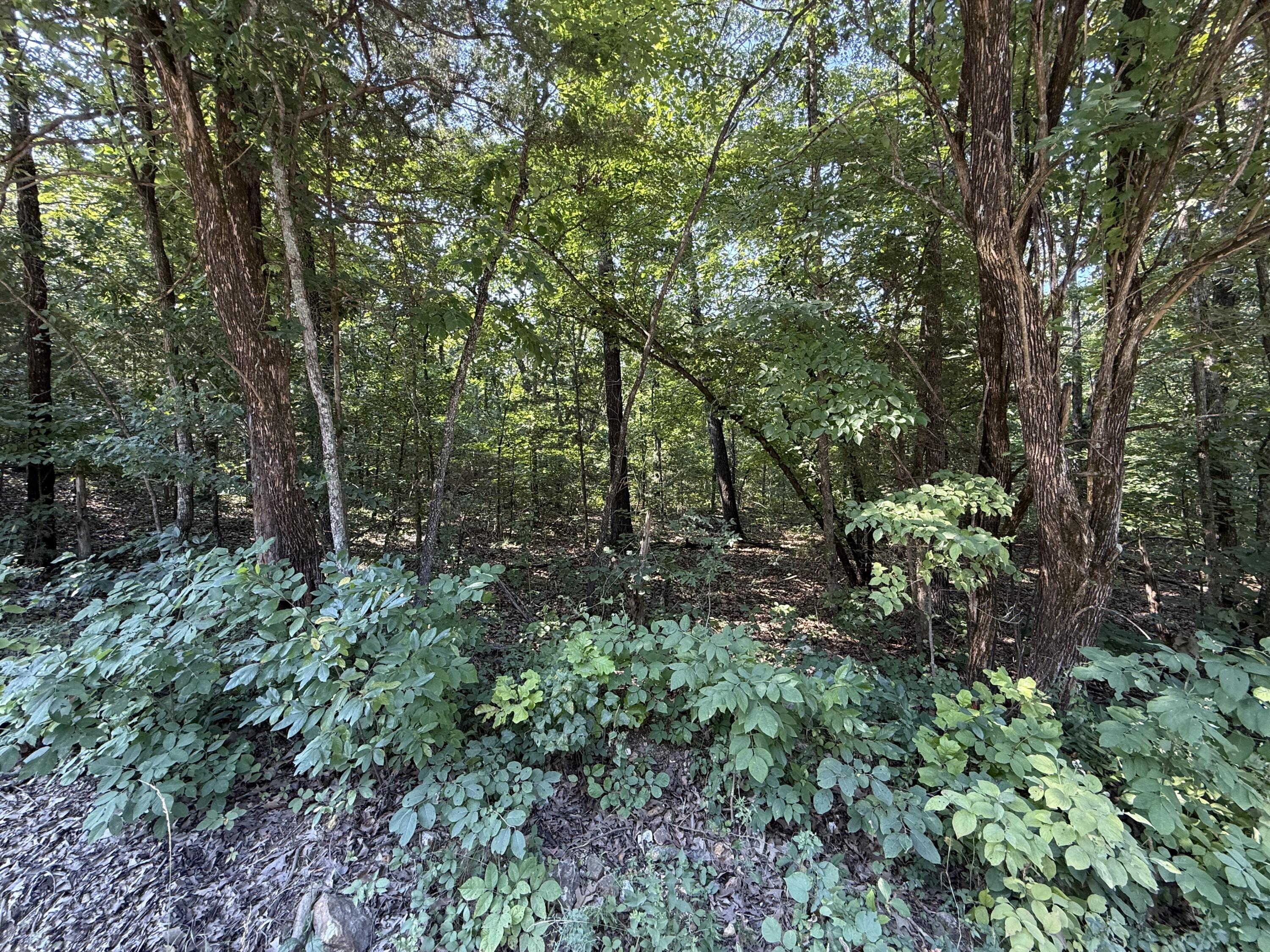 Photo 4 - Land for sale – 16+- Acres  Spring Valley Road  Shell Knob, MO