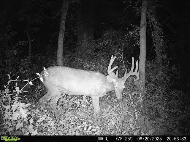 Photo 28 - Land for sale – 391 N Dade 85   Lockwood, MO
