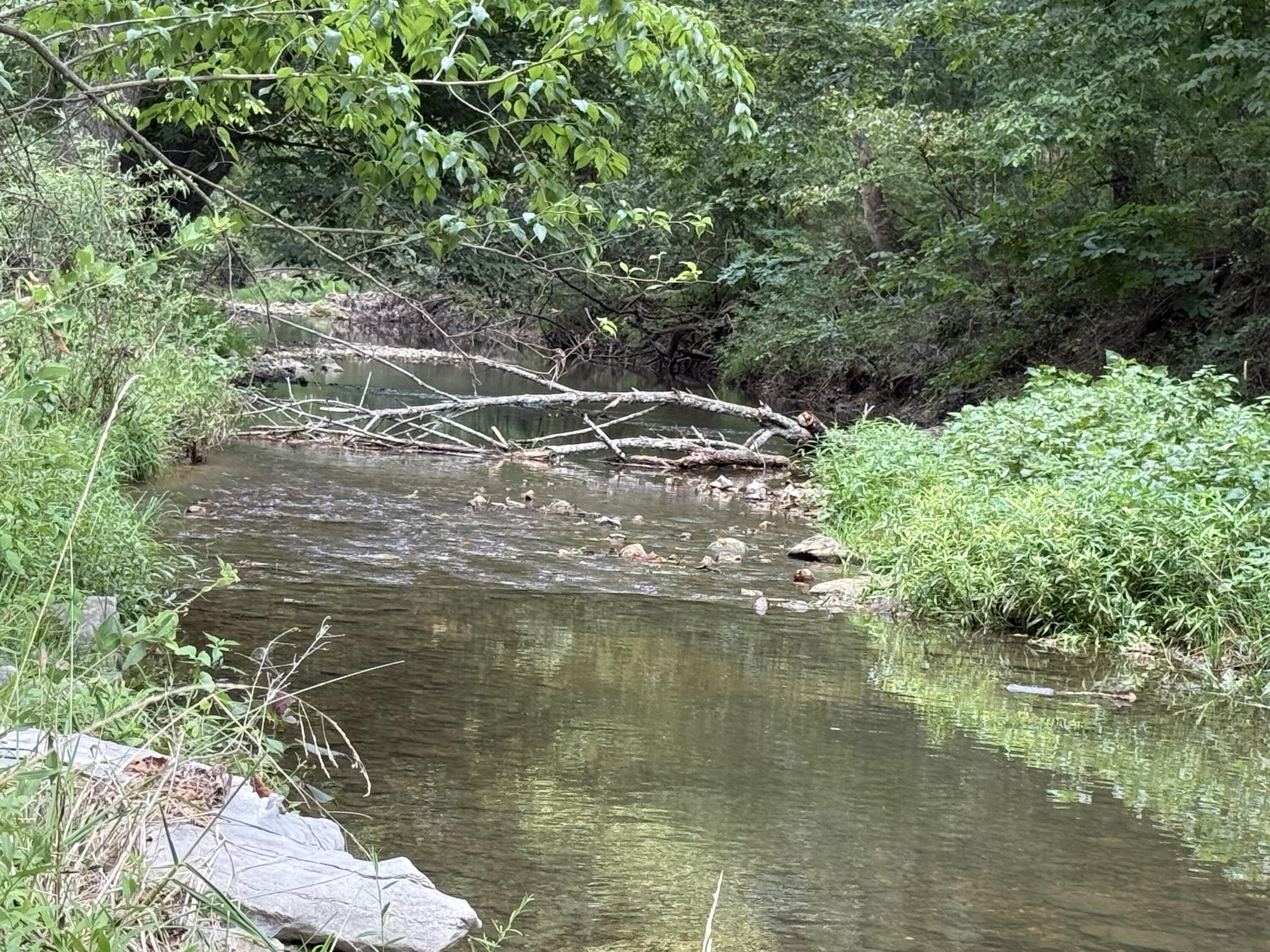 Photo 6 - Land for sale – Tract 1 W Farm Road 168   Republic, MO