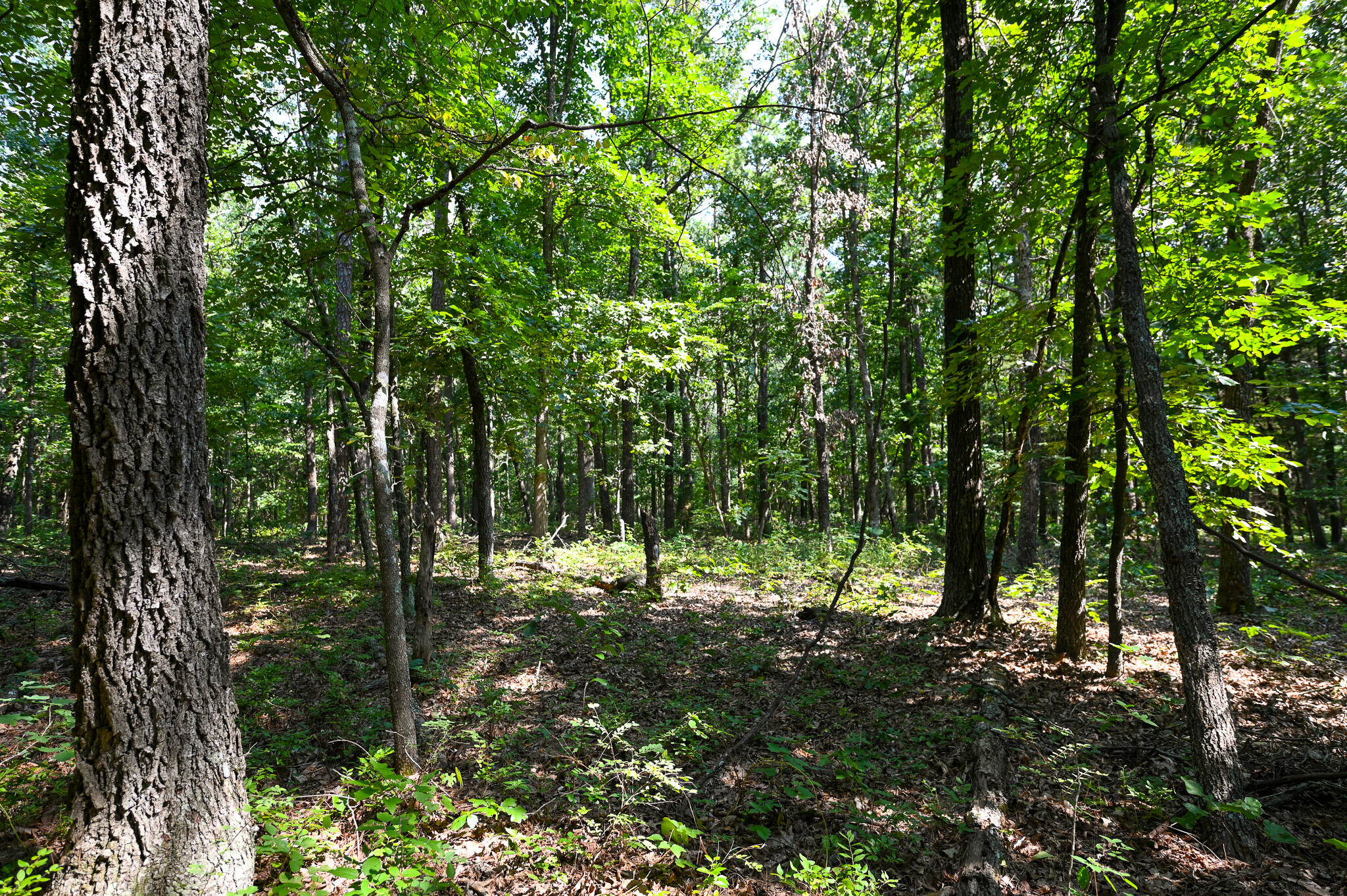 Photo 16 - Land for sale – Tbd  Lynch Drive  Bucyrus, MO
