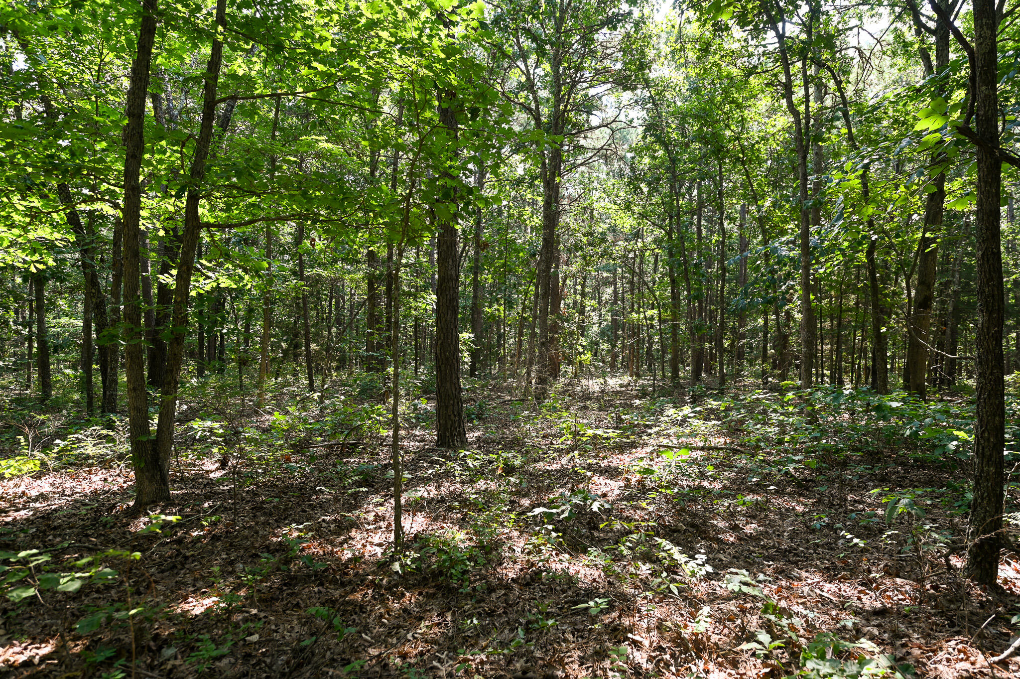 Photo 15 - Land for sale – Tbd  Lynch Drive  Bucyrus, MO