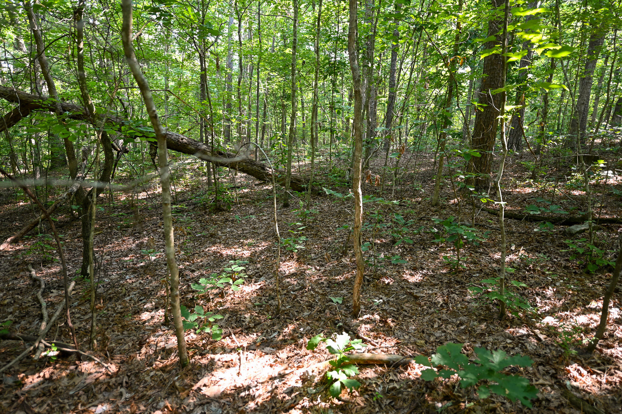 Photo 7 - Land for sale – Tbd  Lynch Drive  Bucyrus, MO