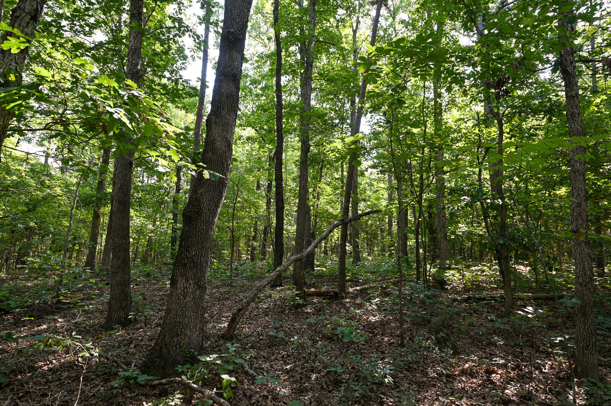 Photo 9 - Land for sale – Tbd  Lynch Drive  Bucyrus, MO