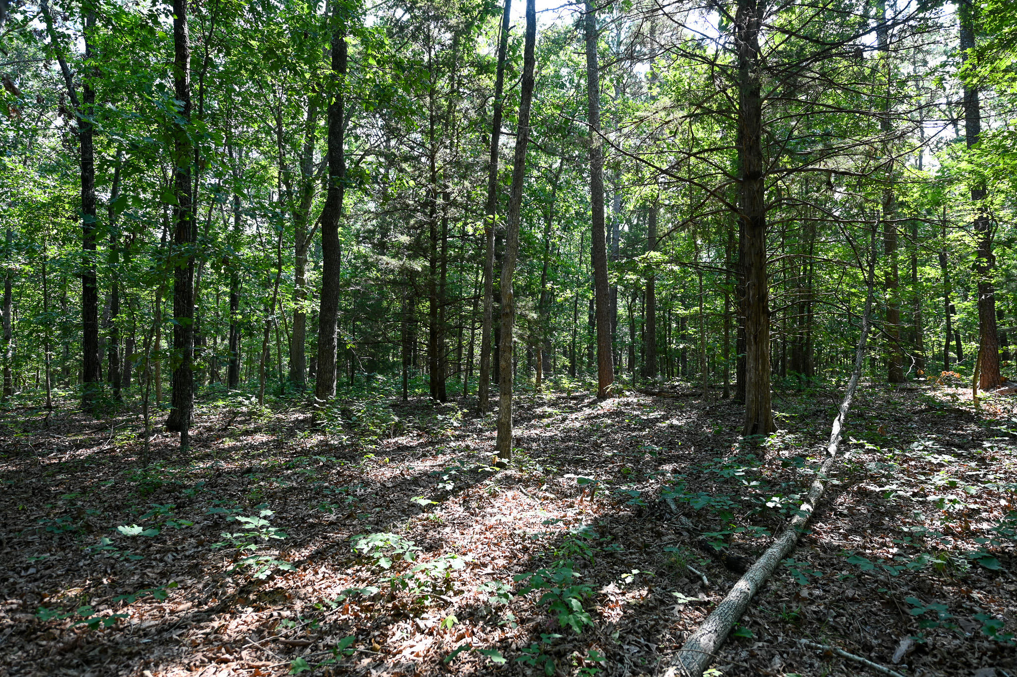 Photo 13 - Land for sale – Tbd  Lynch Drive  Bucyrus, MO