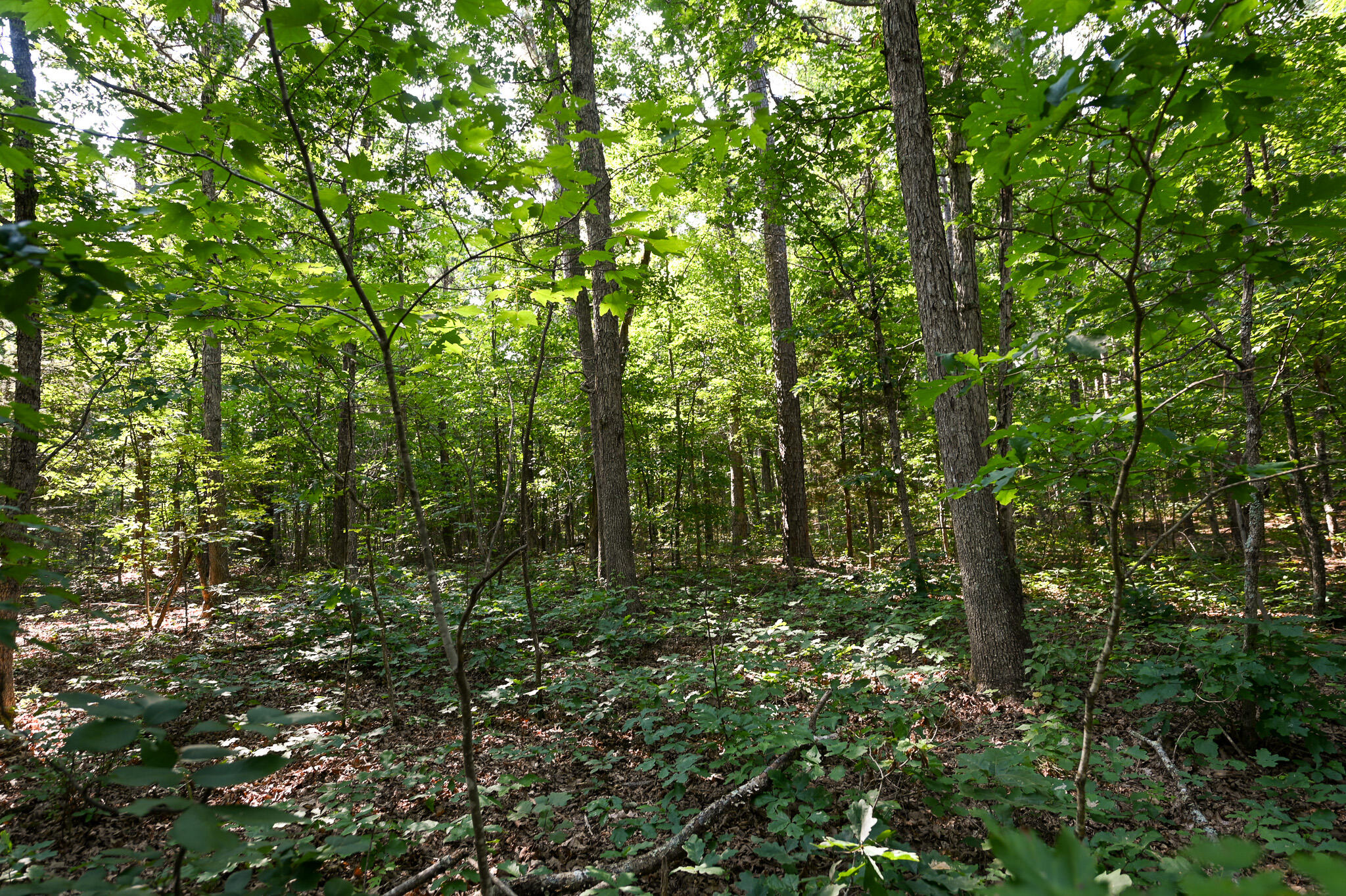 Photo 10 - Land for sale – Tbd  Lynch Drive  Bucyrus, MO