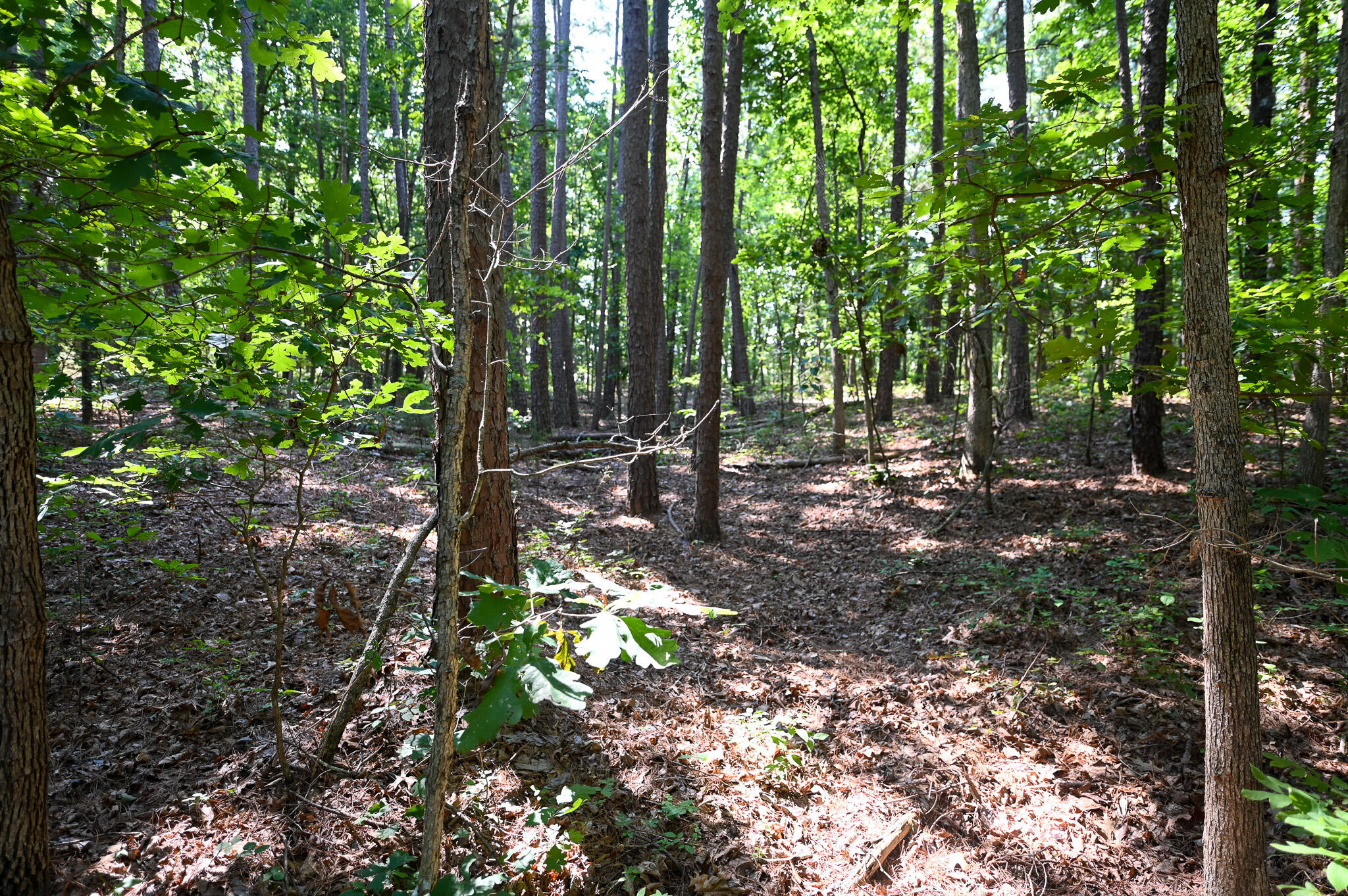 Photo 12 - Land for sale – Tbd  Lynch Drive  Bucyrus, MO