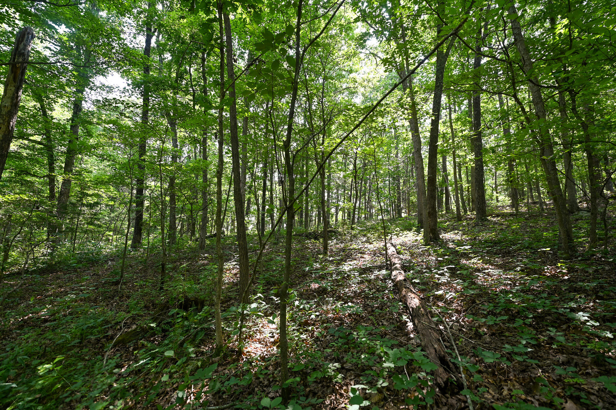 Photo 24 - Land for sale – Tbd  Lynch Drive  Bucyrus, MO
