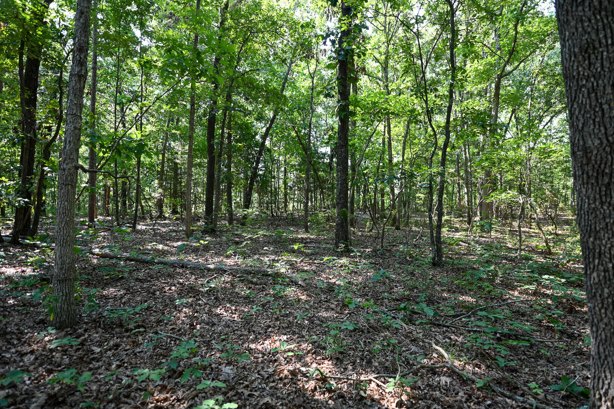 Photo 14 - Land for sale – Tbd  Lynch Drive  Bucyrus, MO