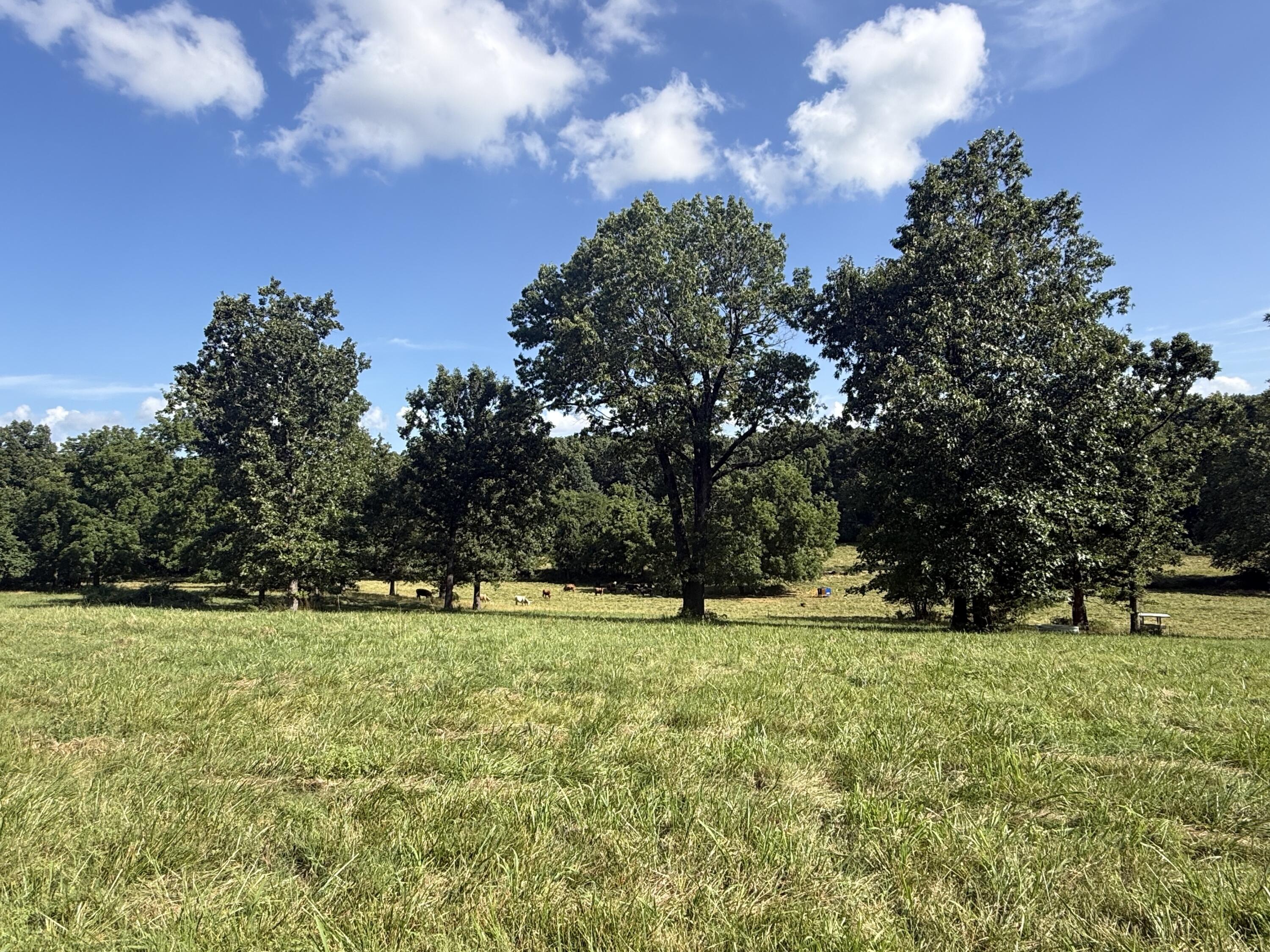 Photo 77 - Farm for sale – 6731  Raccoon Road  Granby, MO
