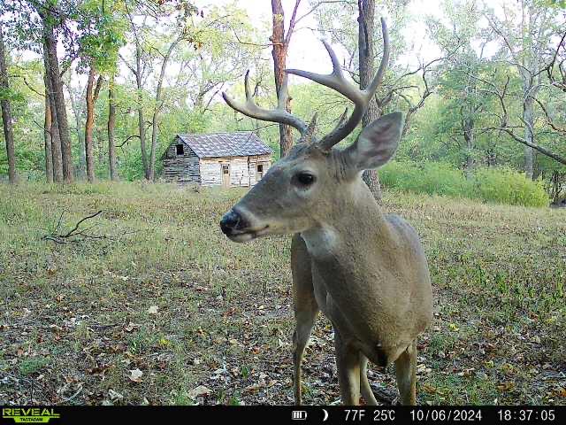 Photo 57 - Farm for sale – 6731  Raccoon Road  Granby, MO