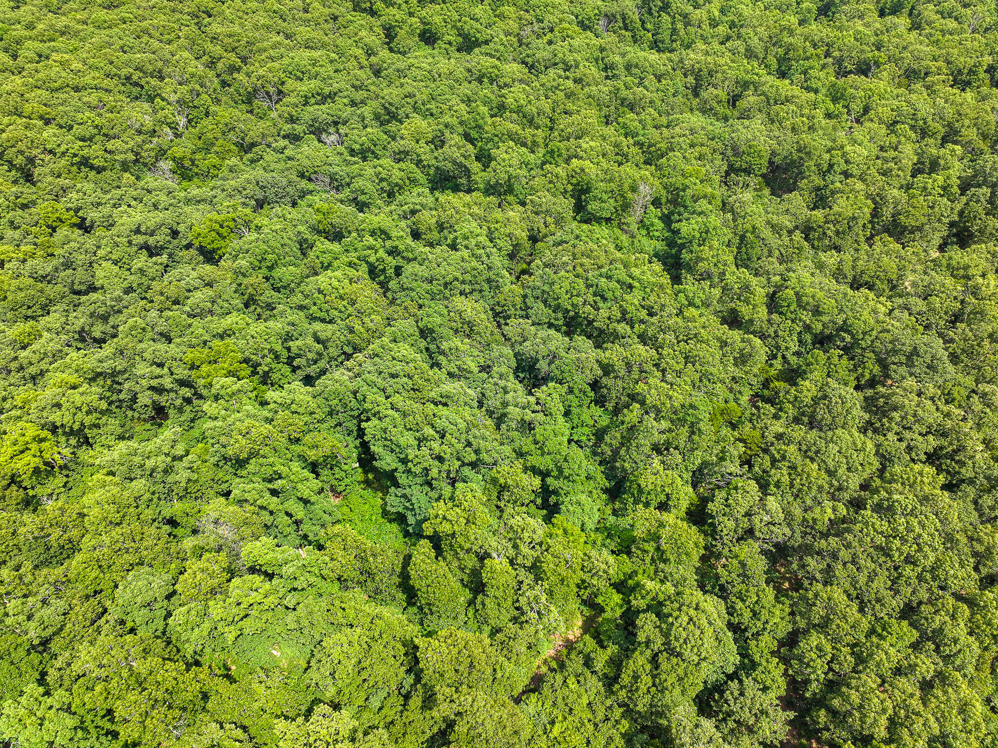 Photo 18 - Land for sale – 0000 SE 1151 Road  Collins, MO