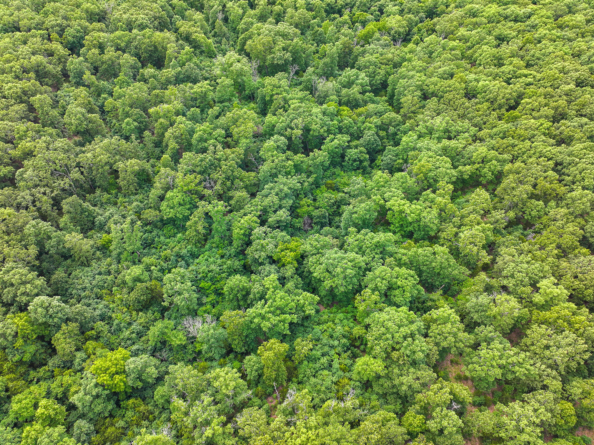 Photo 32 - Land for sale – 0000 SE 1151 Road  Collins, MO