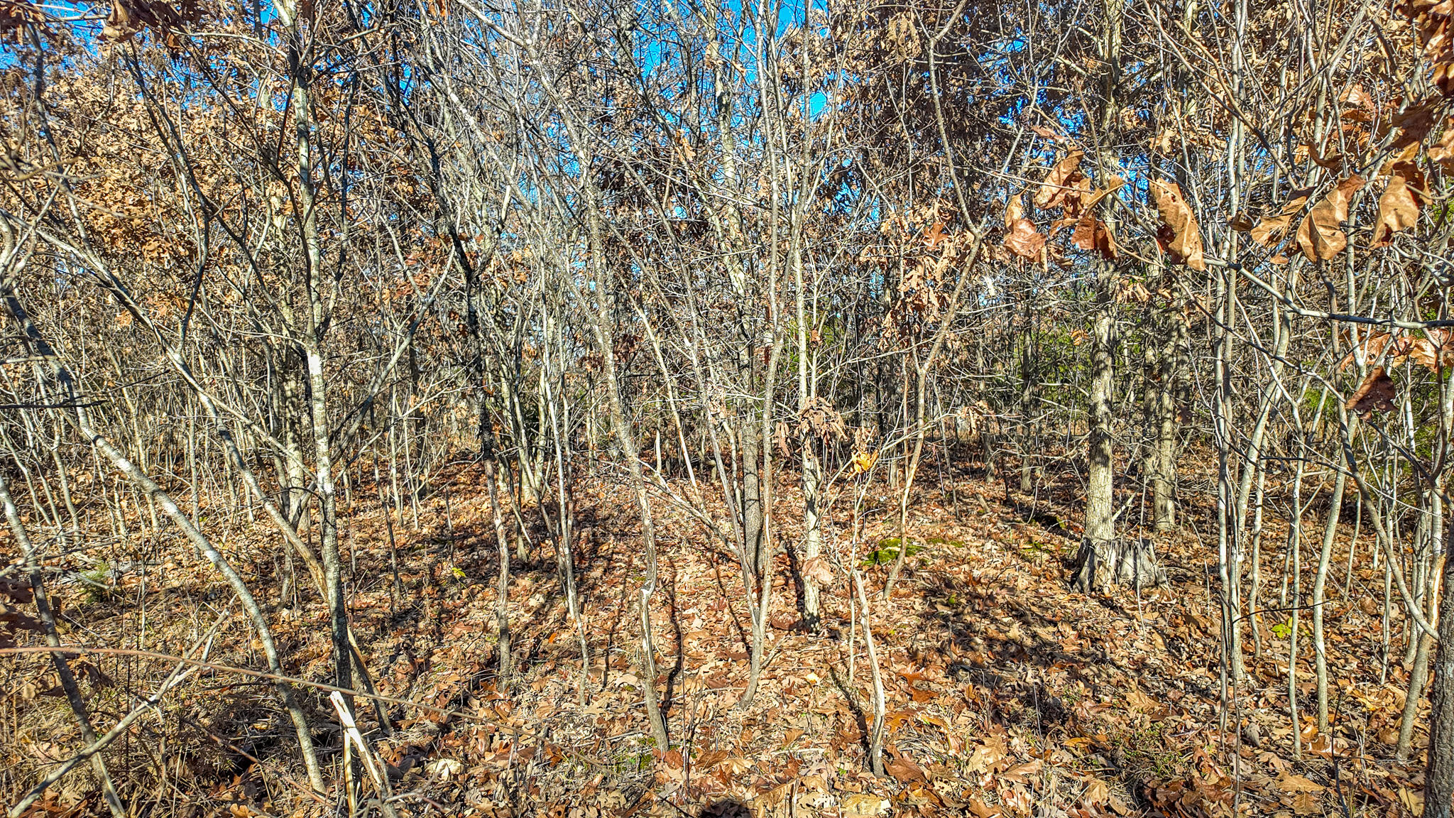 Photo 15 - Land for sale – 0000 SE 1151 Road  Collins, MO