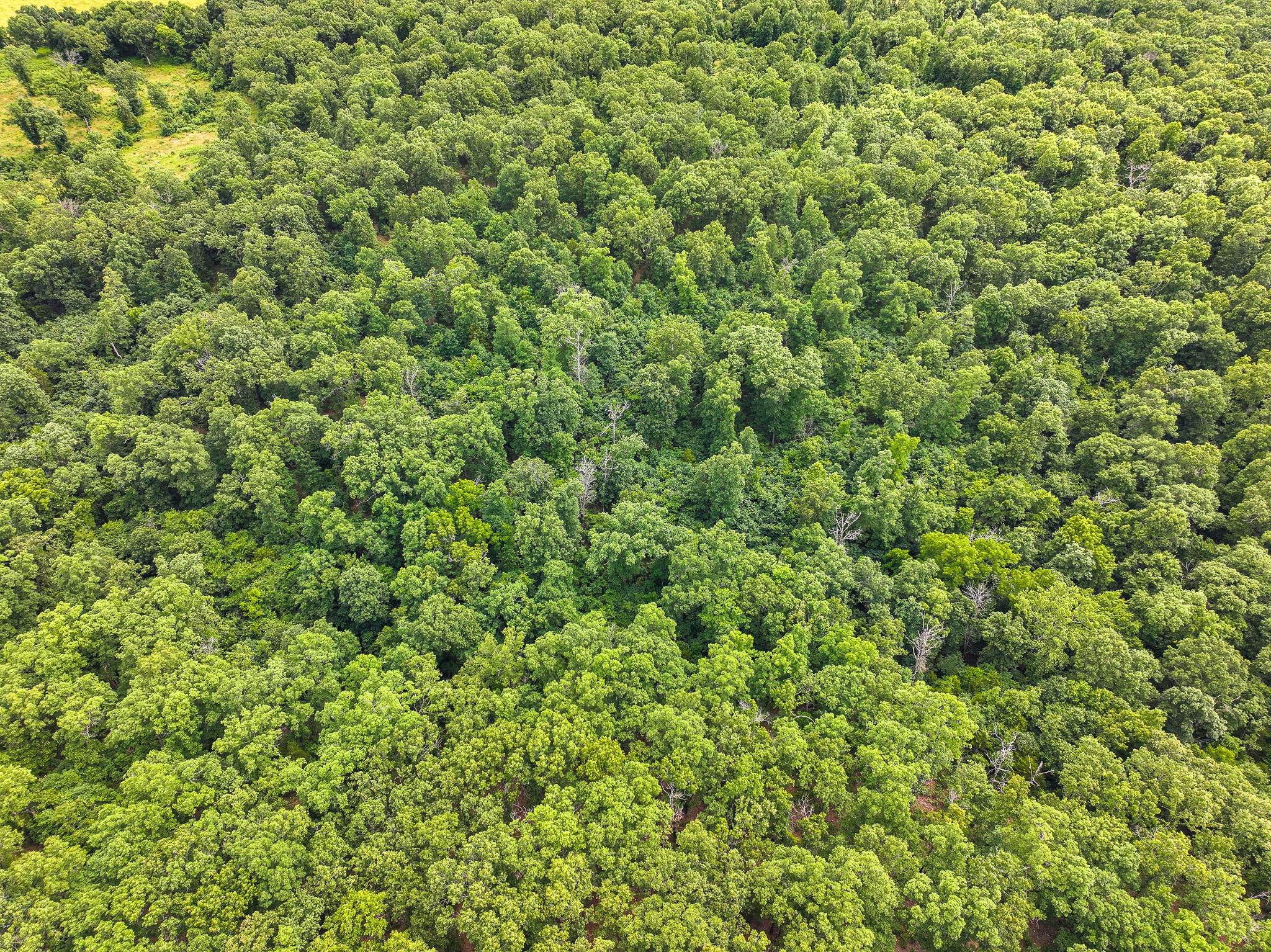 Photo 34 - Land for sale – 0000 SE 1151 Road  Collins, MO