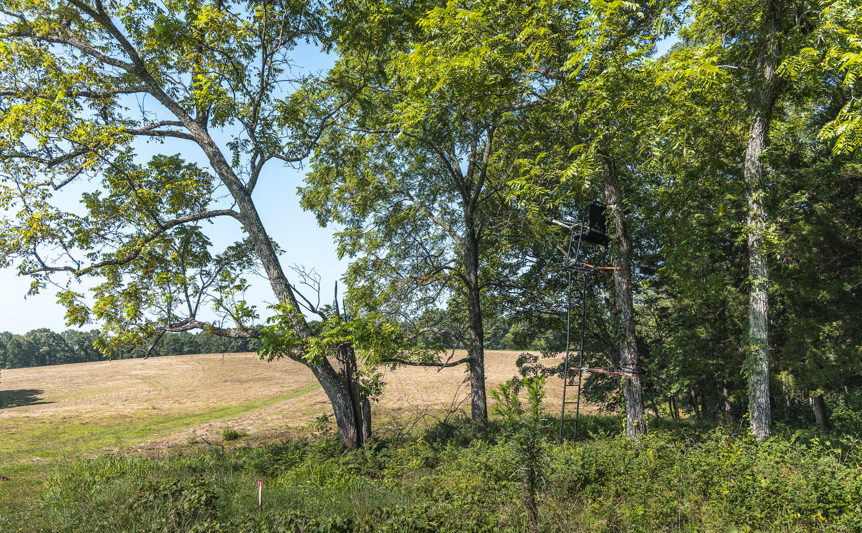 Photo 9 - Land for sale – Tract 6  Private Drive  Norwood, MO