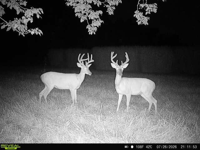 Photo 66 - Farm for sale – 5492  Cedar Lane  Reeds, MO