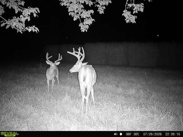 Photo 68 - Farm for sale – 5492  Cedar Lane  Reeds, MO