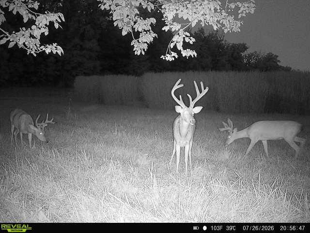Photo 70 - Farm for sale – 5492  Cedar Lane  Reeds, MO