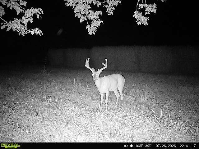 Photo 65 - Farm for sale – 5492  Cedar Lane  Reeds, MO