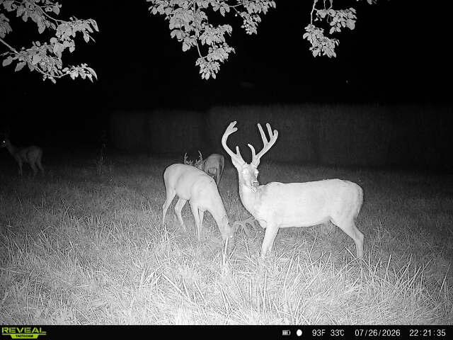 Photo 67 - Farm for sale – 5492  Cedar Lane  Reeds, MO